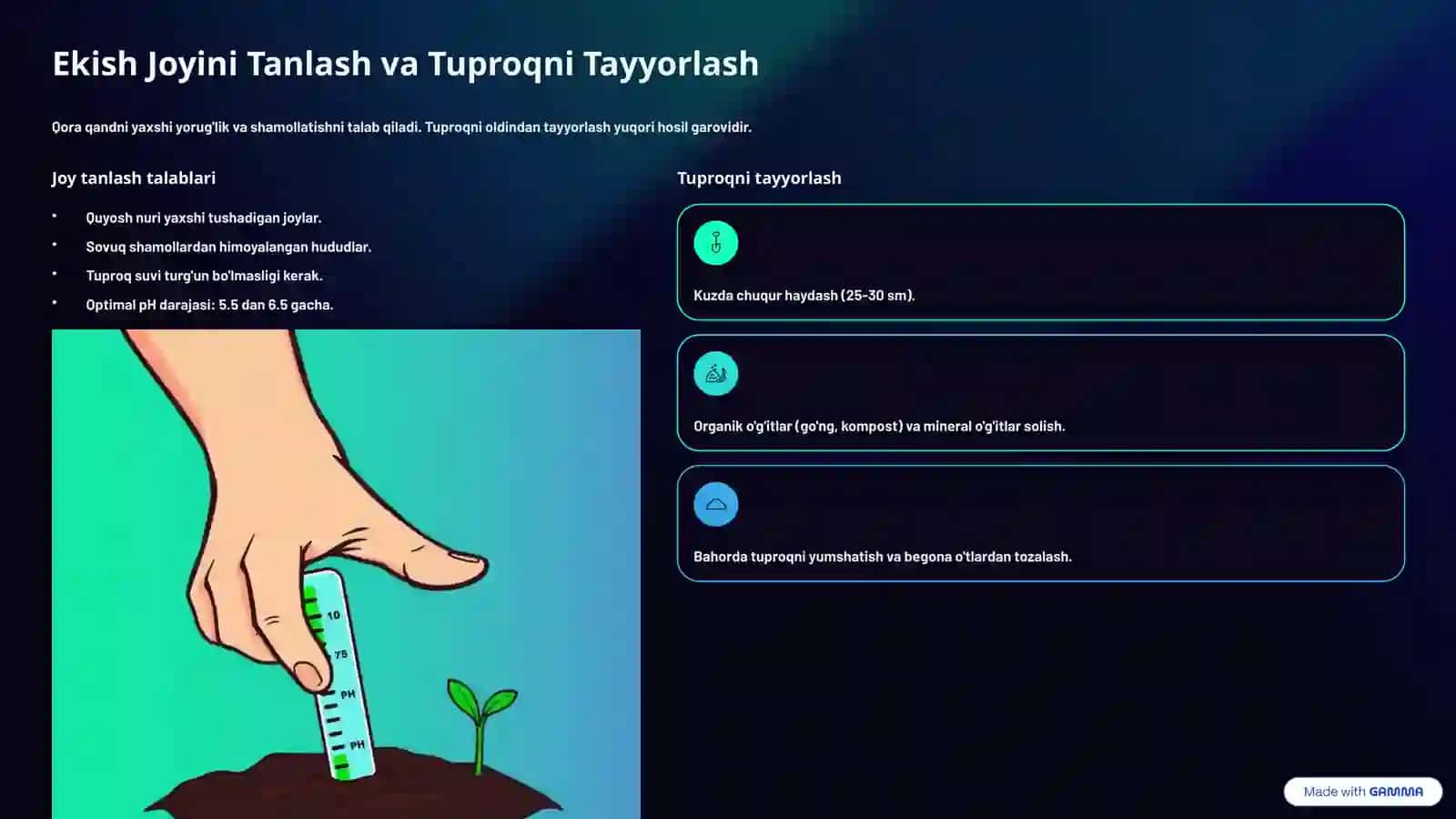 Qora Qandni Yetishtirish Texnologiyasi 4