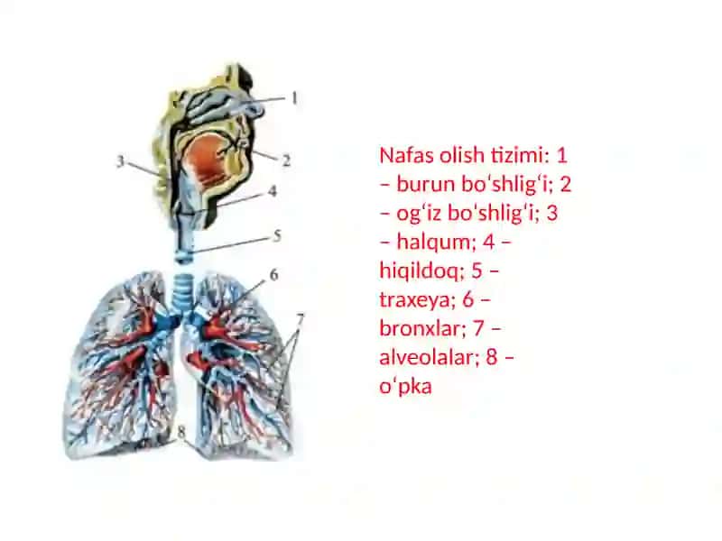 Nafasolish sistemasining fiziologiyasi 4
