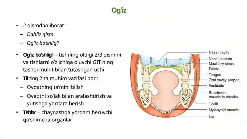OG'IZ BO'SHLIG'I VA ME'DADA HAZM QILISH. INGICHKA VA YO'G'ON ICHAKDA OVQAT HAZM BO'LISHI. MODDALAR VA ENERGIYA ALMASHINUVI 4