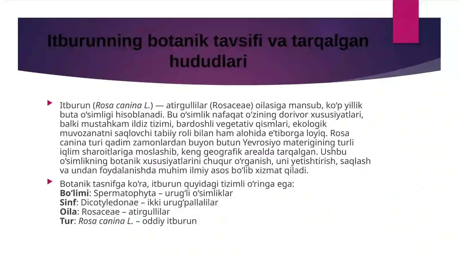 Itburunna’matagi, rosa, sabachya, shipovnik obi ‘knavennaya - Rosacanina 4