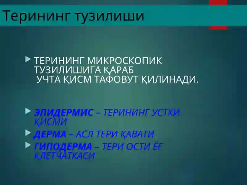 Терининг тузилиши, морфологик элементлари 4