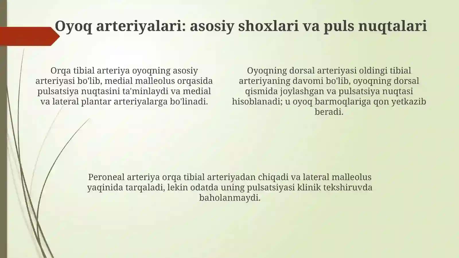 Qo'l va oyoq arterialari: tarmoqlari, pulsatsiya nuqtalari 4