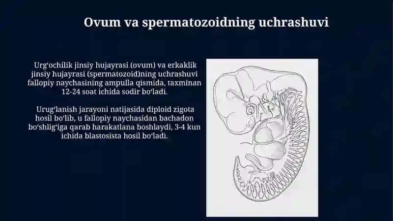 Ovqat hazm qilish tizimi embriogenezi 4