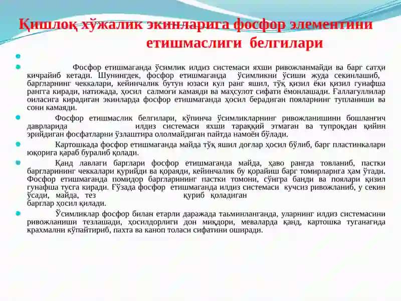 Ўсимликларнинг фосфор билан озиқланиши, фосфорли ўғитлар ва уларни самарадорлиги 4