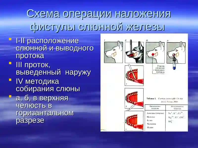 Физиология пищеварения 4