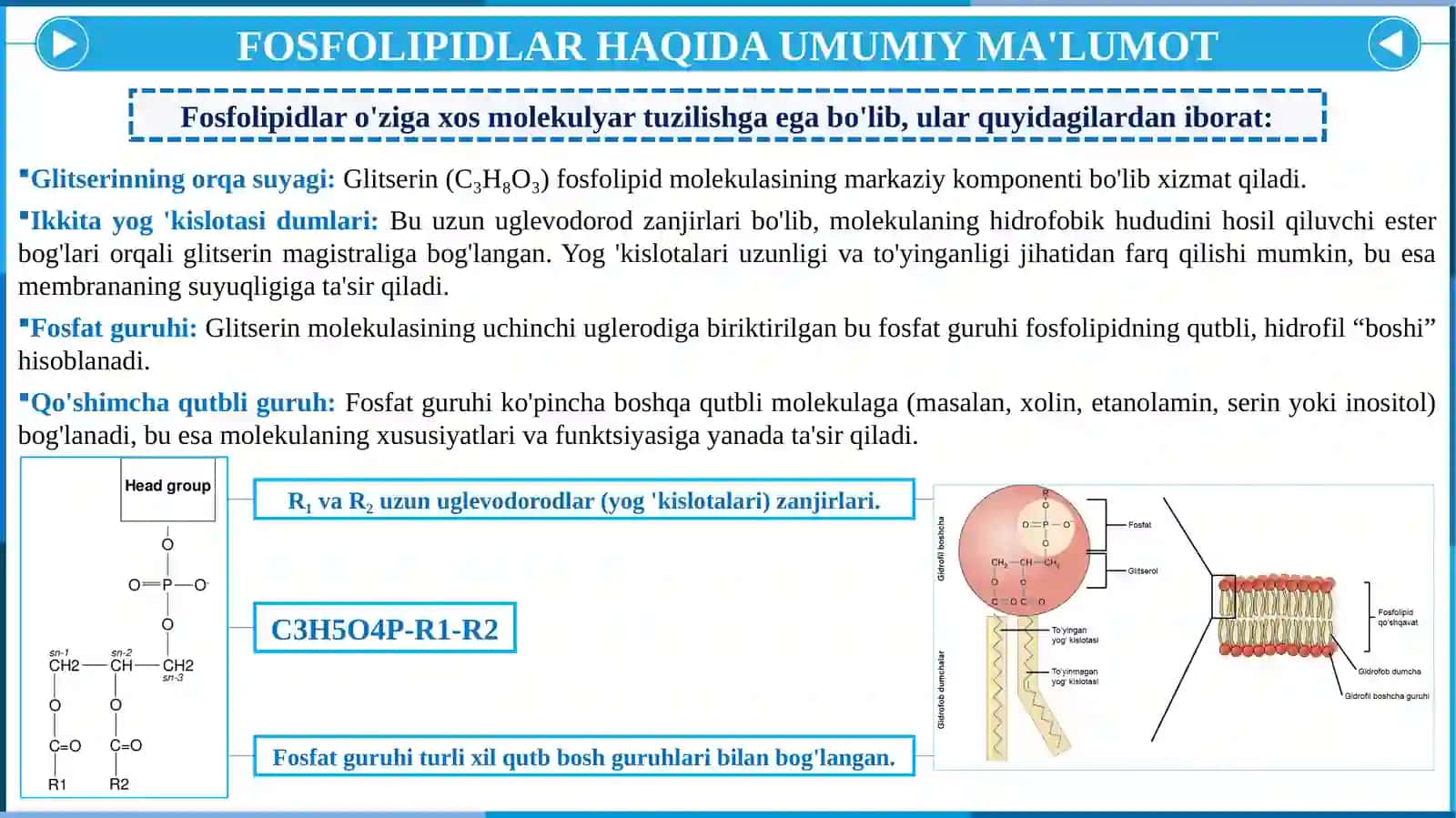 FOSFOLIPIDLAR ALMASHINUVI BUZULISHI 4