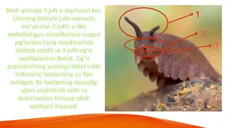 Onychophora Tirnoqlilar 4