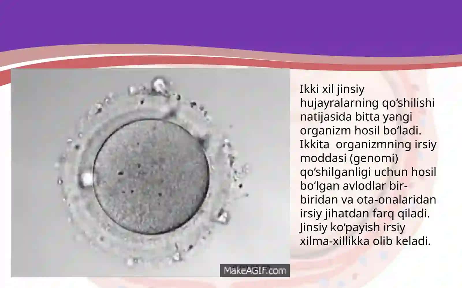 Ko‘payishning ahamiyati. Ko‘payish organlarining tuzilishi 4