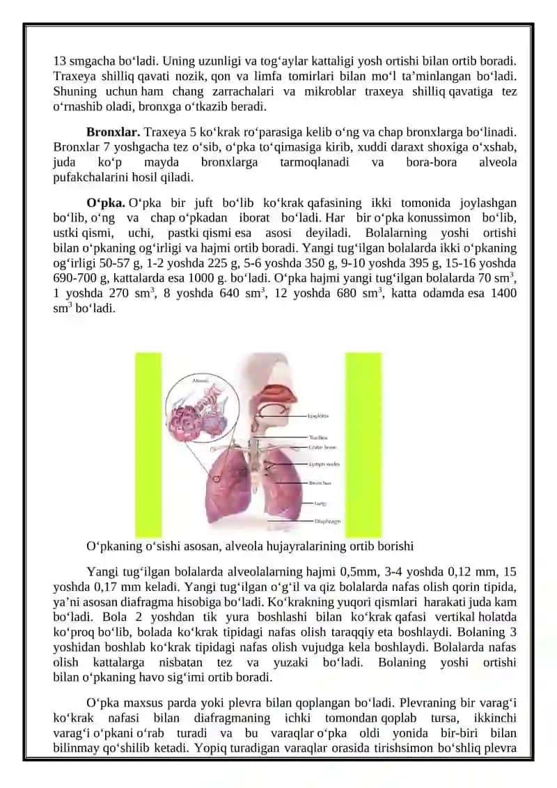 NAFAS OLISH TIZIMI ANATOMIYASI, FIZIOLOGIYA VA FUNKSIYALARI 4
