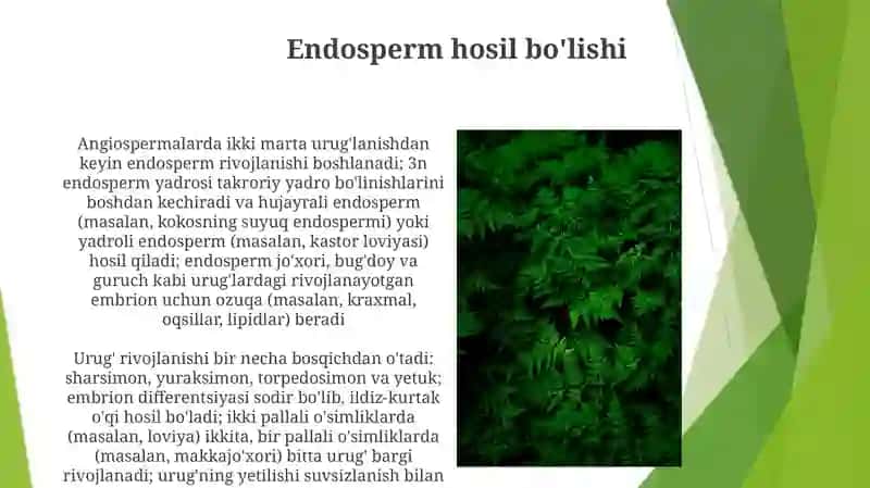 O’simliklarda urug’lanish va urug’ning rivojlanishi 4