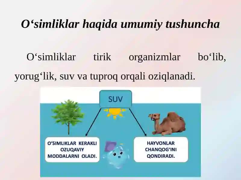 Turli yosh guruhlarida tabiat burchaklarini tashkil etishga tavsiya etiladigan o‘simliklar  va hayvonlar 4