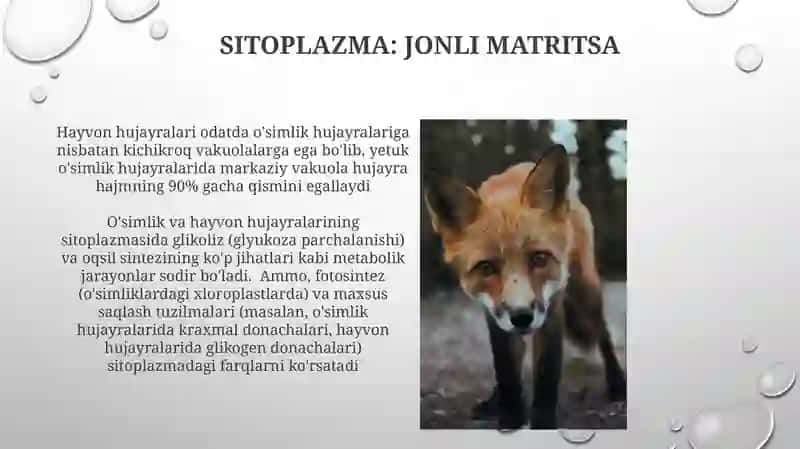 O‘simlik va hayvon hujayralarining o'xshash va farqli jihatlari 4
