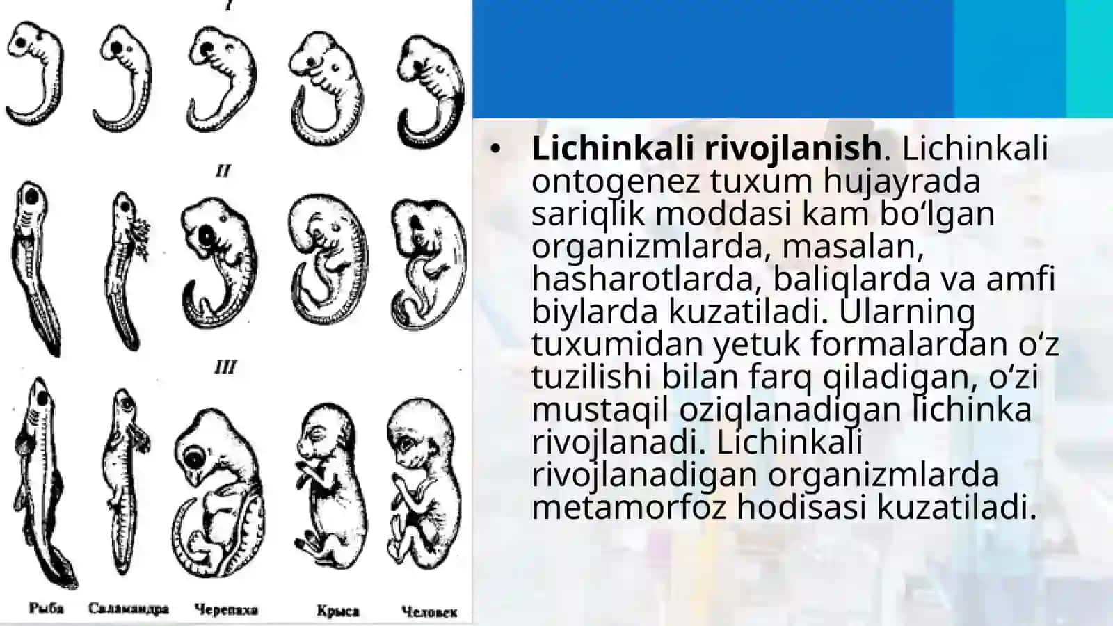 Ontogenez–tirikorganizmlarningindividualrivojlanishi 4
