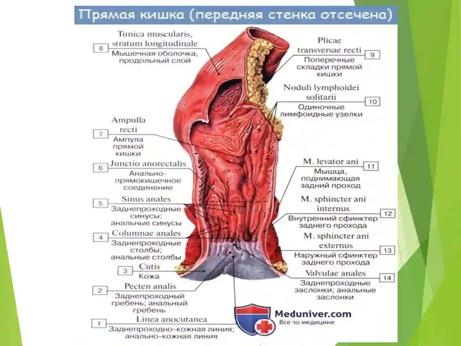 Тўғри ичак анатомияси 4