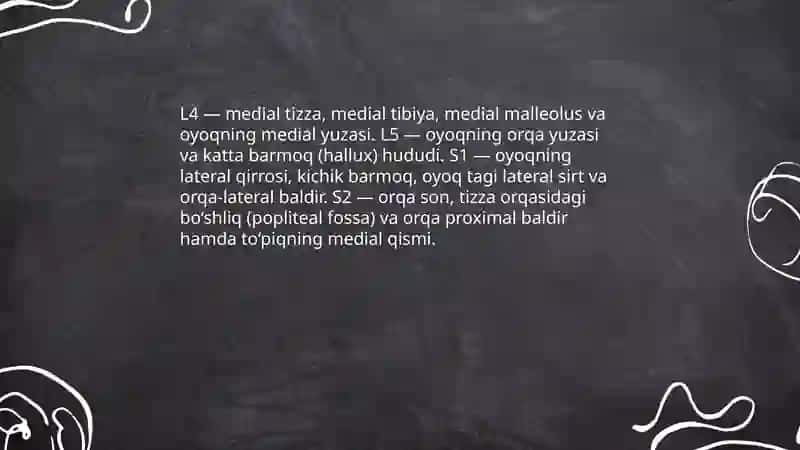 Qo‘l va oyoq terisini innervatsiyasi 4