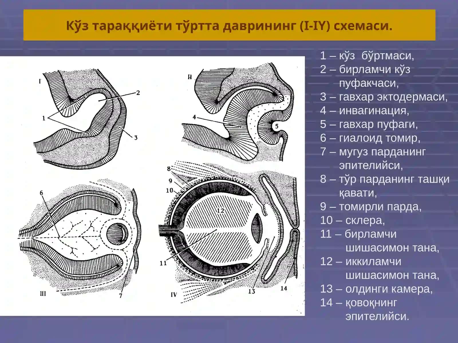 Сезгиаъзоларининг ёш хусусиятлари ва физиологияси.Зарарлиодатлар 4