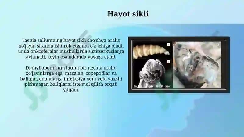 Tasmasimon chuvalchanglar dunyosi va ularning vakillari 5