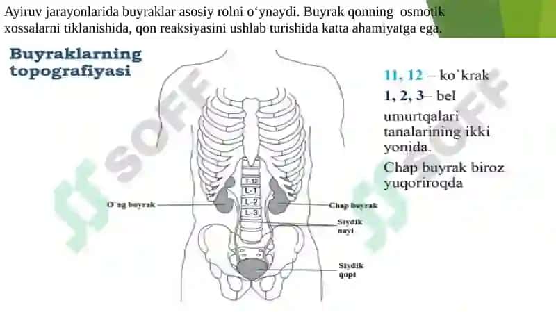 Ayiruv tizimining yoshga oid fiziologiyasi va gigienasi 5