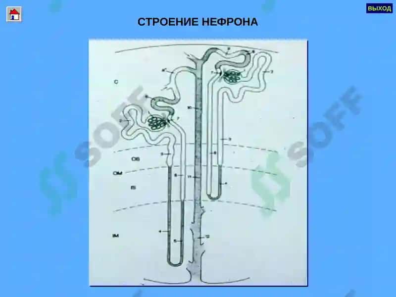 ГЛОМЕРУЛОНЕФРИТ 5