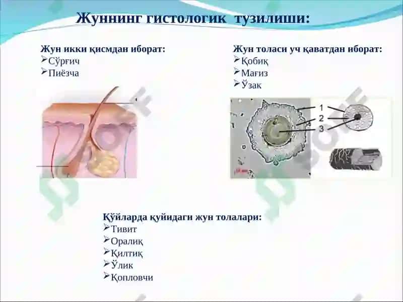Қўйлар маҳсулдолиги ва қўйчилик маҳсулотларини ишлаб чиқариш технологияси 5