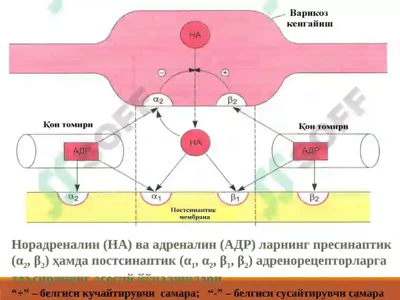 АДРЕНОМИМЕТИКЛАРСИМПАТОМИМЕТИКЛАР 5