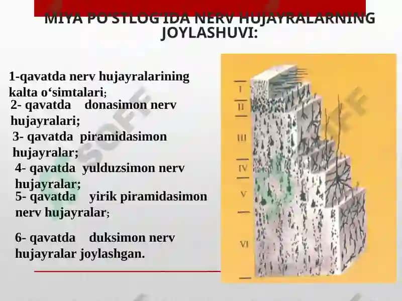 Oliy nerv faoliyati 5