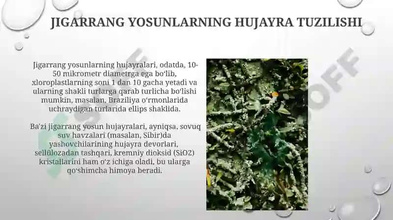 Jigarrang yosunlar 5