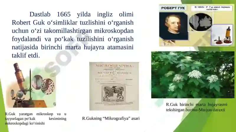 Hujayra organoidlari va ularda boradigan jarayonlar 5