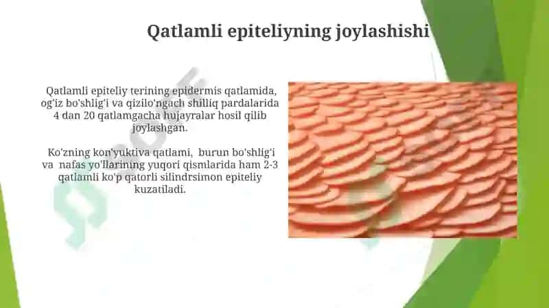 Bezli epiteliysining tuzilishi va vazifalari 5