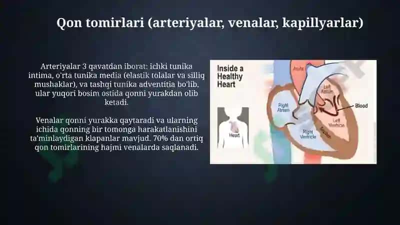 Qon aylanishining ahamiyati yurak tuzilishi 5