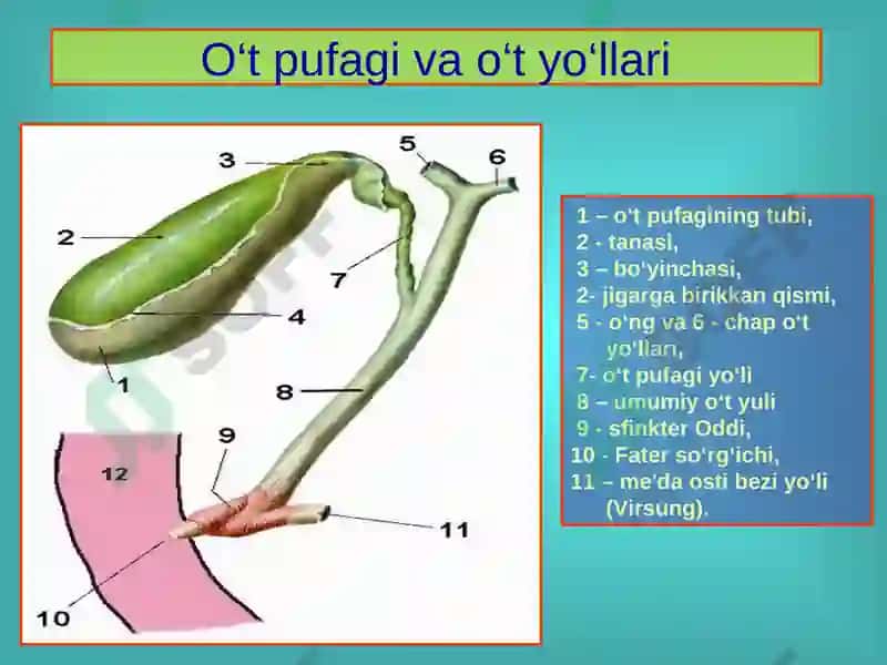 O‘t tosh kasalligi. Xoletsistitlar, diagnostikasi va davolash 5