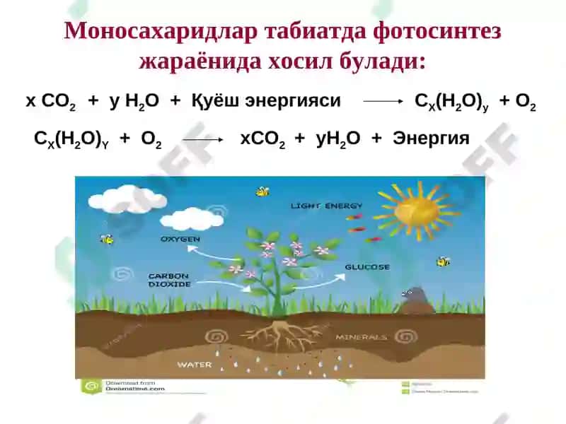 Карбонсувлар. Тузилиши ва хоссалари ва функциялари 5