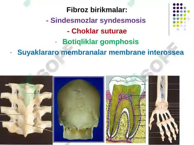 Anatomiya Haqida brikmalar 5