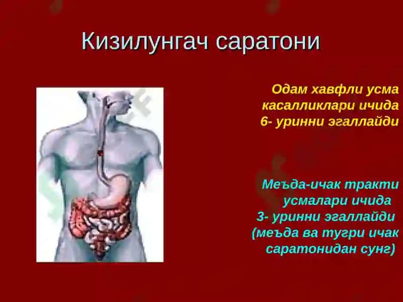 Кизилунгач анатомияси 5