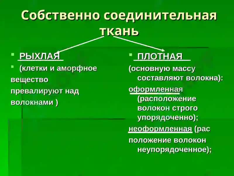Лекция: «Собственно соединительные ткани. Соединительные ткани со специальными свойствами».Доцент Курумчина С.Г. 5