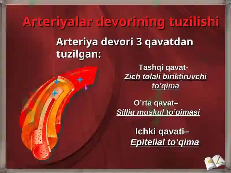 YURAK QON-TOMIR TIZIMINING UMUMIY ANATOMIYASI 5