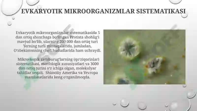 Mikroroorganizimlar va ularning sistimatikasi 5