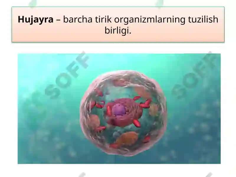 Tirik Organizmlarning Tuzilishi 5