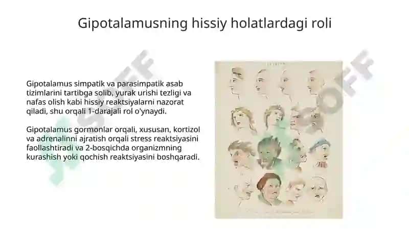 Hissiyot va Emotsional Holatlarning Fiziologik Asoslari 5