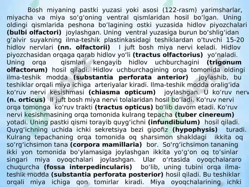 Bosh miya katta yarim sharlarining tuzilishi va fiziologiyasi 5
