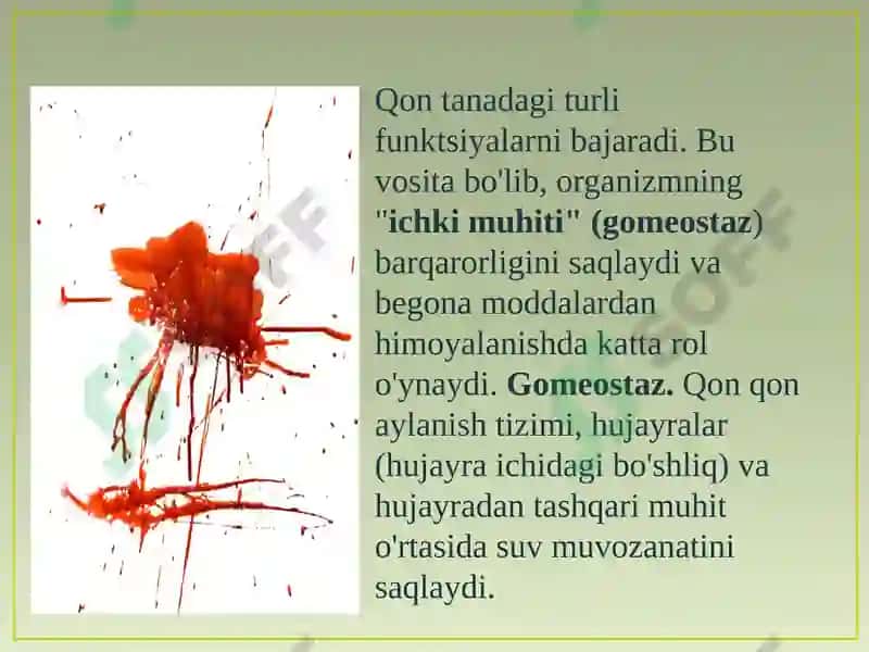 Qonning tuzilishi, funksiyalari va yoshga oid xususiyatlari 5