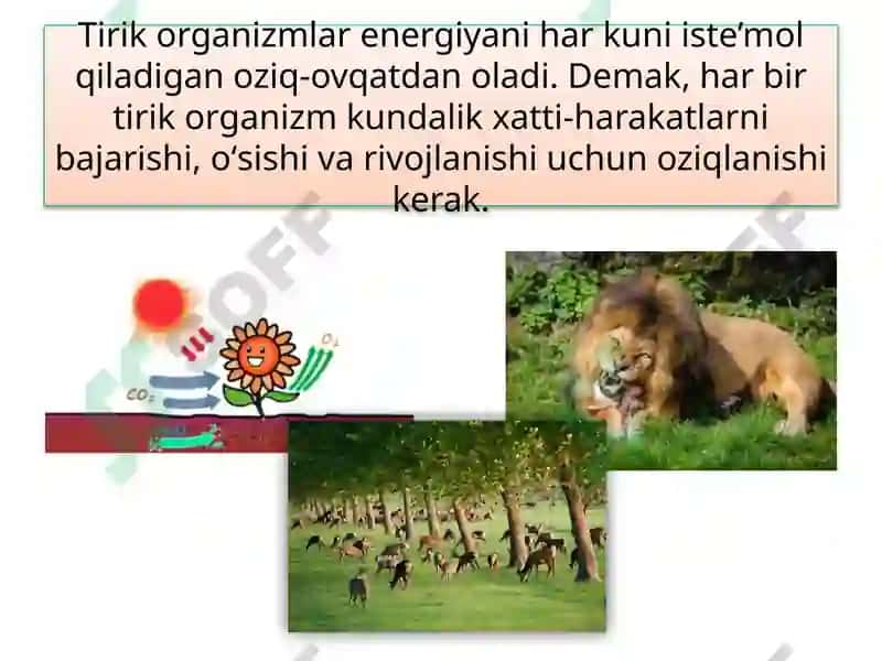 MAVZU.TIRIK ORGANIZM-LARNING OZIQLANISHI 5