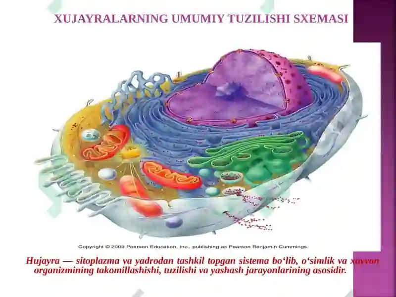MA’RUZA REJASI 5