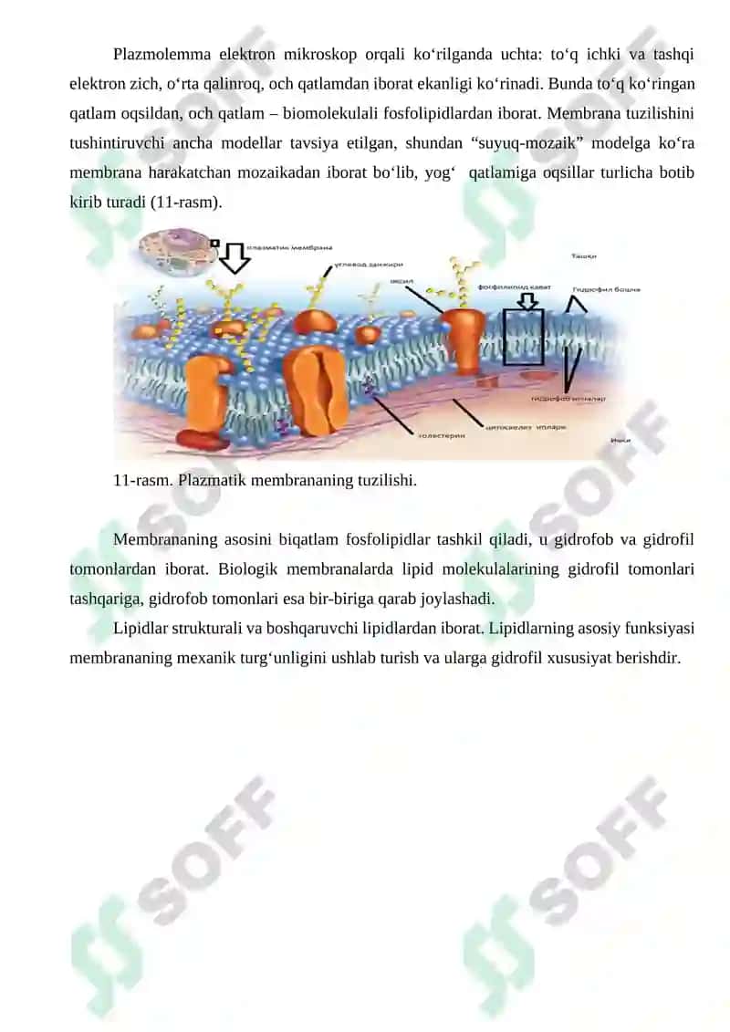 EUKARIOT HUJAYRALARNING ULTRASTRUKTUR TUZILISHI 5
