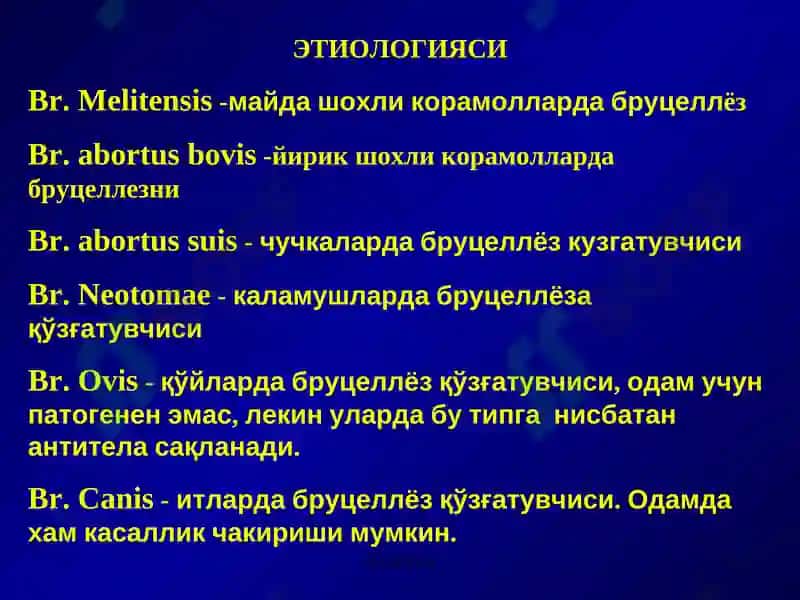 Бруцеллёз 5