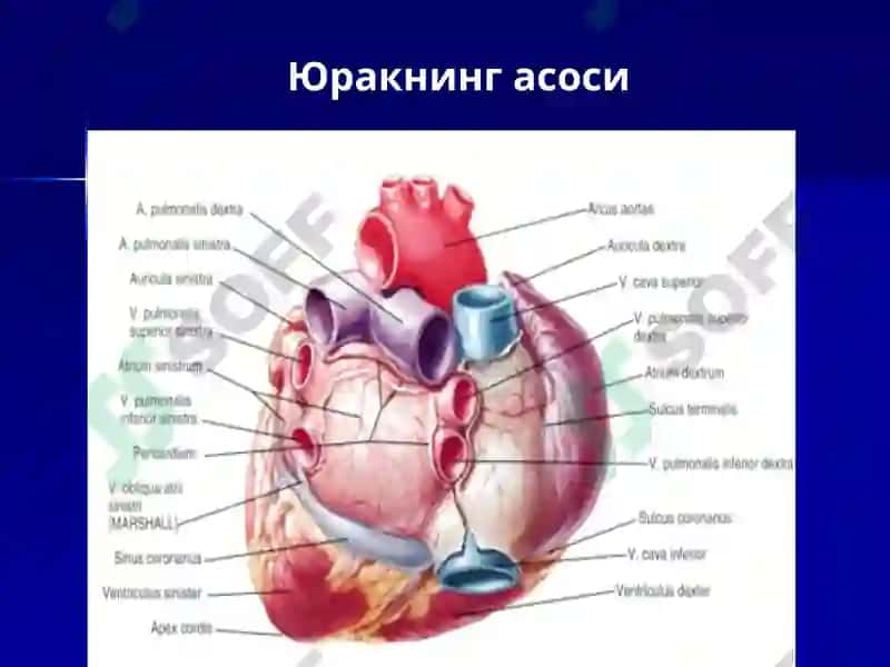 Юрак 5
