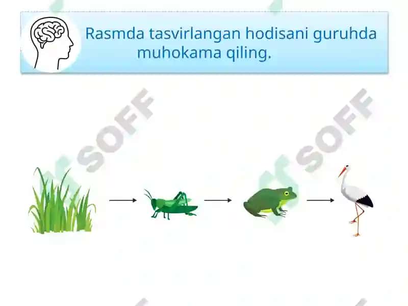 EKOSISTEMALARDA ENERGIYA OQIMI 5