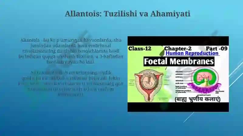 Amnion, Sariqlik Xaltasi, Allantois va Yo'ldoshning Tuzilishi va Rivojlanishi 5