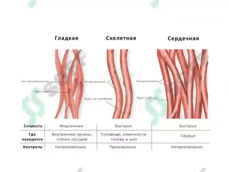 Нормальная и топографическая анатомия с курсом конституциональной типологии человека 5