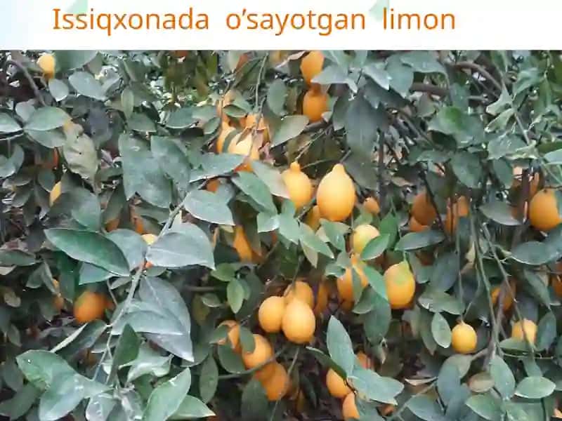 Mandarinning biologik xususiyatlari 5